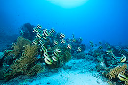 Red Sea Bannerfish in South Egypt