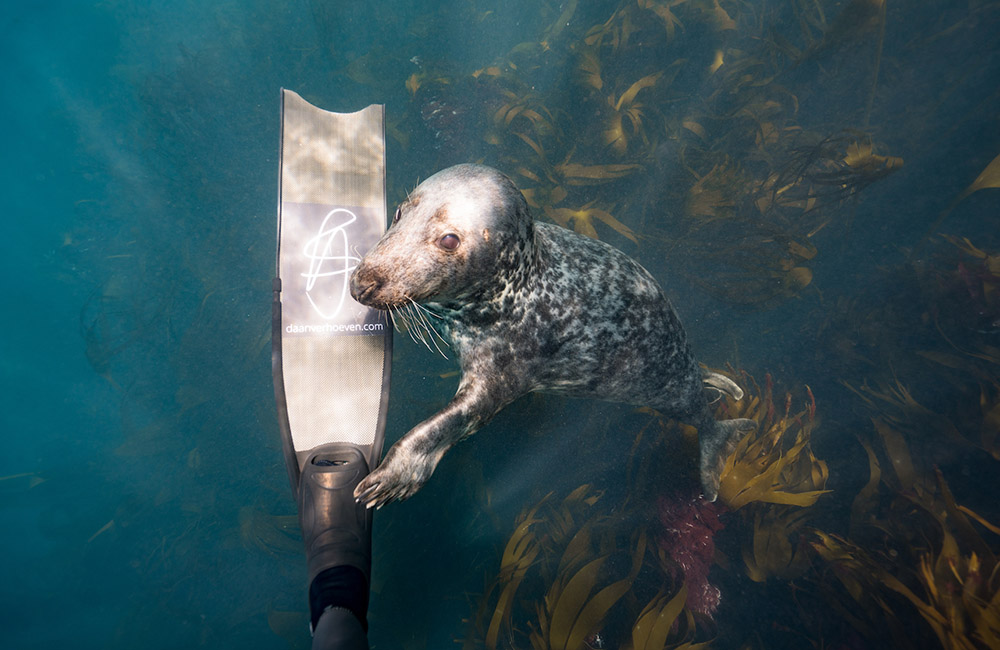 Diving with seals ©Daan Verhoeven