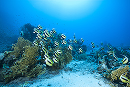 Red Sea Bannerfish in South Egypt