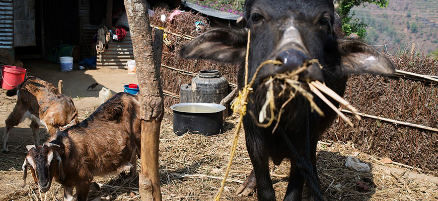 네팔 시골 지역의 가축 (c) 핀란드 적십자사