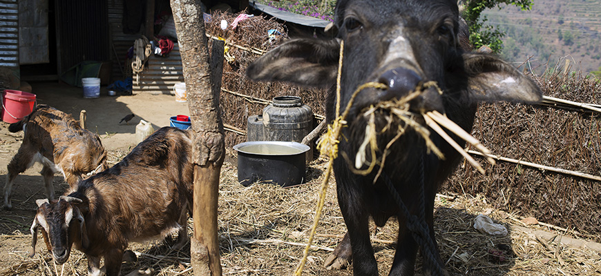 Animali al pascolo nella campagna nepalese (c) La Croce Rossa finlandese