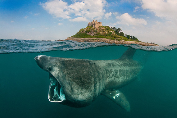 10 Tips To Take Amazing Underwater Photos - 