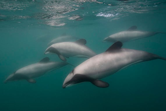 Meet the most endangered sea mammal in existence: Hector’s Dolphins