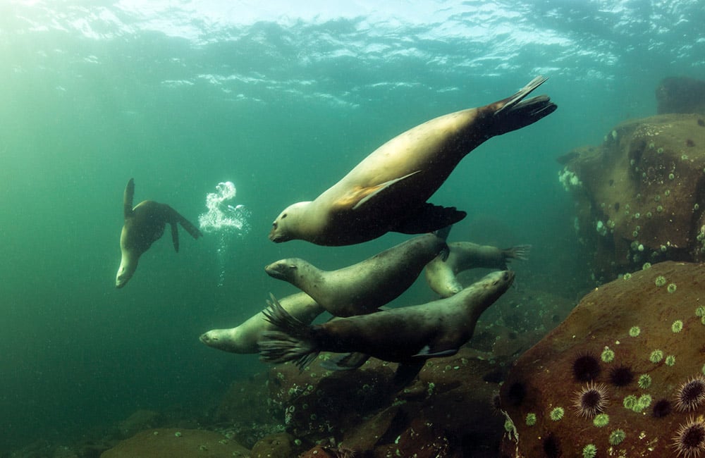 Sea lions playing under water
