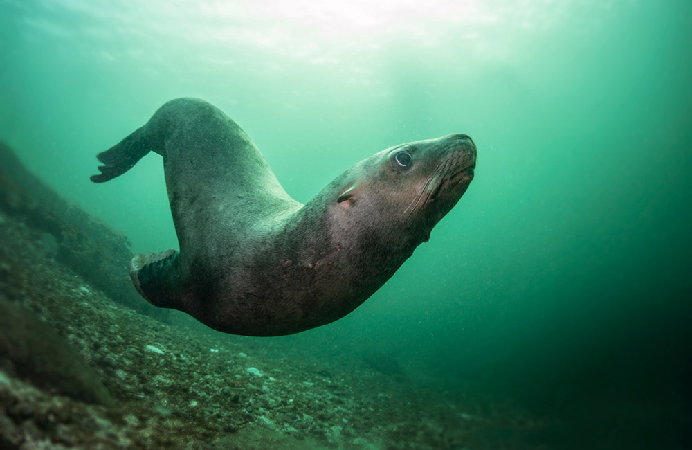 Sea lion diving under water during a blizzard