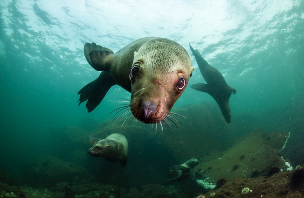 The coolest dive partners aren’t humans – they’re sea lions!