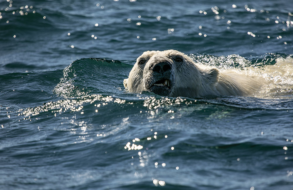 "It can take weeks or months of waiting to get the single opportunity for a great shot.”