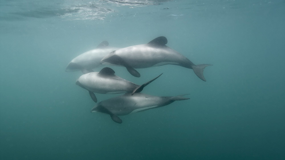 A population of a few thousand Hector’s dolphin remain, but only around 50 Maui’s dolphins are left.