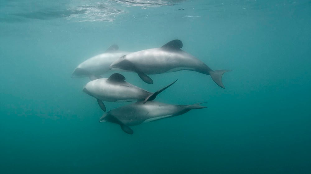 A population of a few thousand Hector’s dolphin remain, but only around 50 Maui’s dolphins are left.